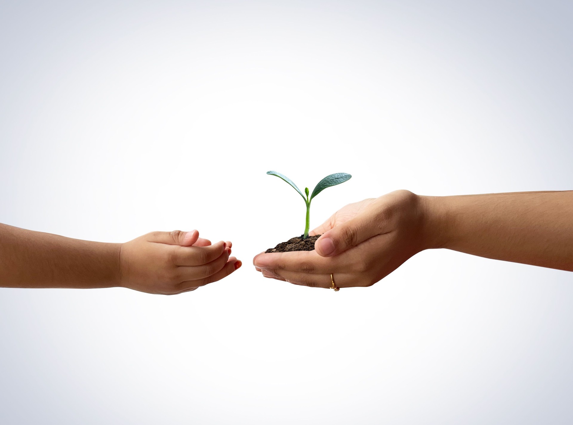 Young Green little plant on earth grow from soil